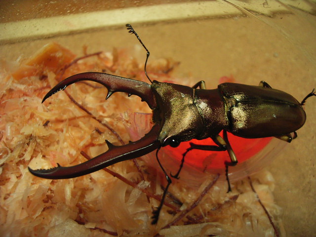 按此在新視窗瀏覽圖片