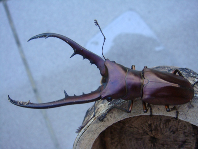 按此在新視窗瀏覽圖片