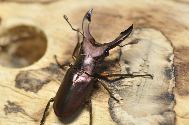 按此在新視窗瀏覽圖片