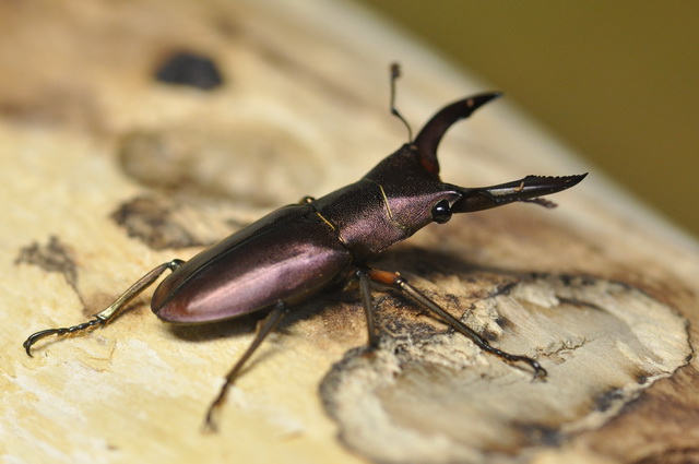 按此在新視窗瀏覽圖片