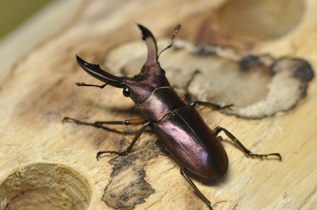 按此在新視窗瀏覽圖片