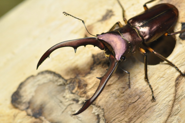 按此在新視窗瀏覽圖片