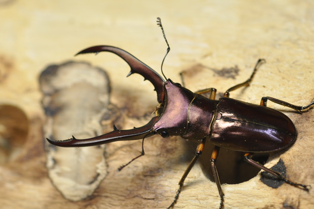 按此在新視窗瀏覽圖片