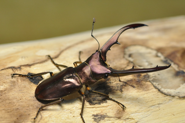 按此在新視窗瀏覽圖片