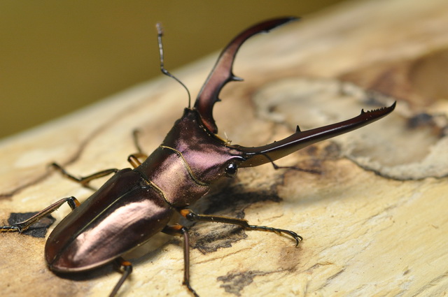 按此在新視窗瀏覽圖片