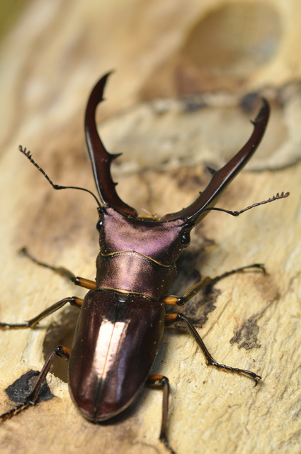 按此在新視窗瀏覽圖片