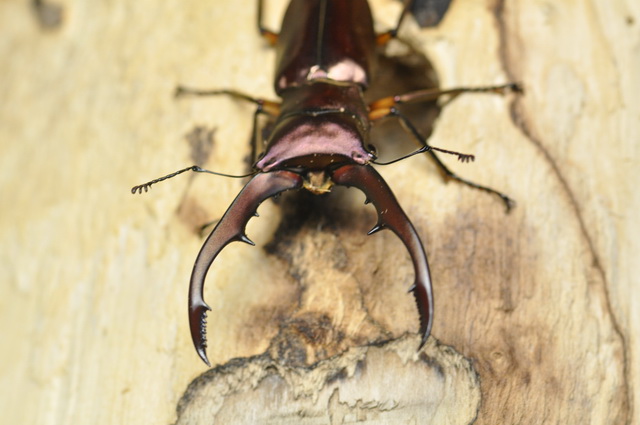 按此在新視窗瀏覽圖片