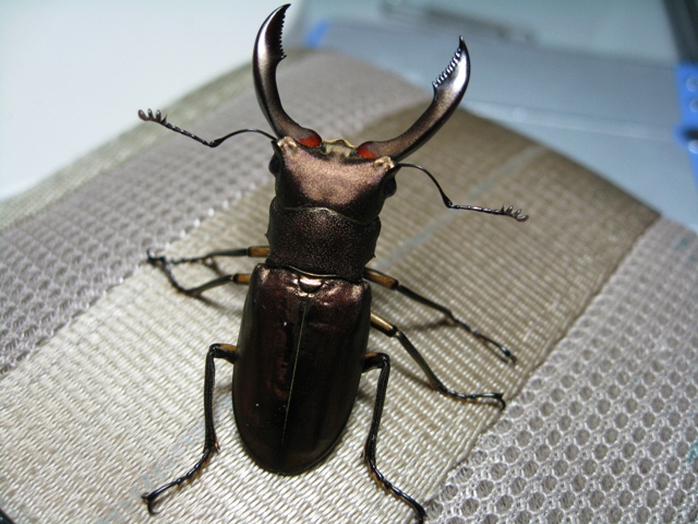 按此在新視窗瀏覽圖片