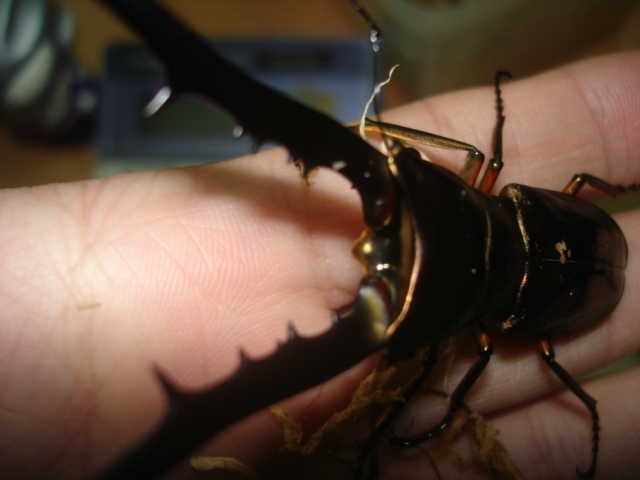 按此在新視窗瀏覽圖片