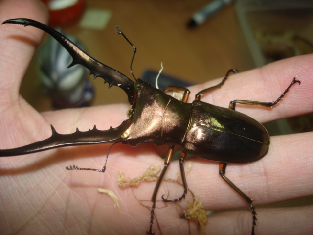 按此在新視窗瀏覽圖片