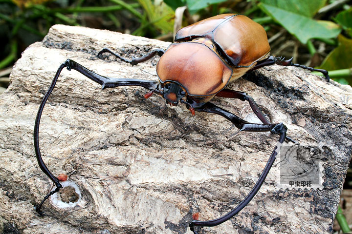 按此在新視窗瀏覽圖片