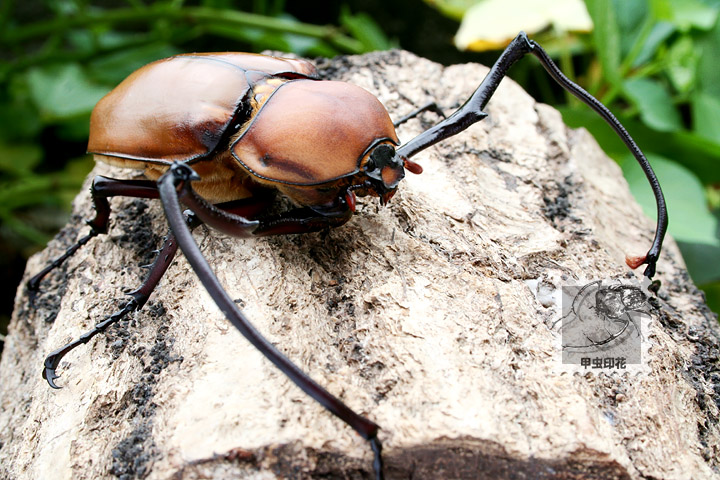 按此在新視窗瀏覽圖片