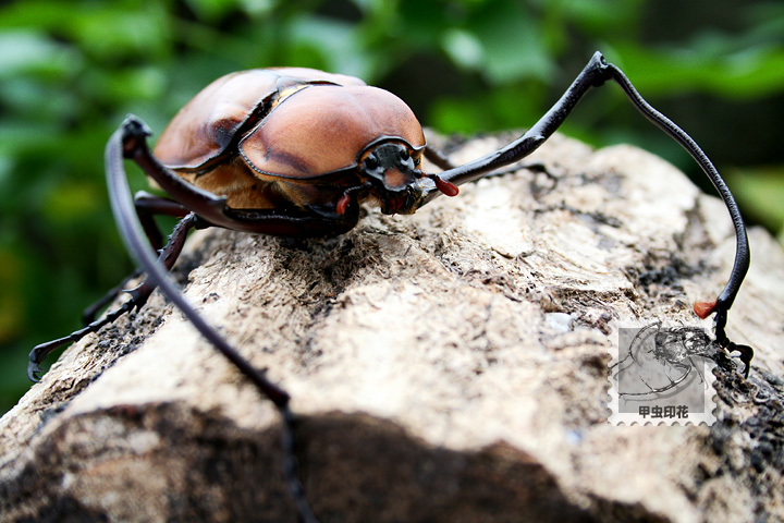按此在新視窗瀏覽圖片