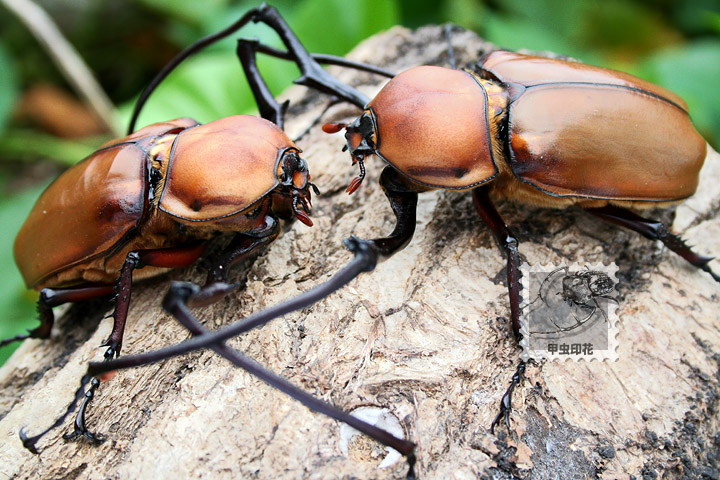 按此在新視窗瀏覽圖片