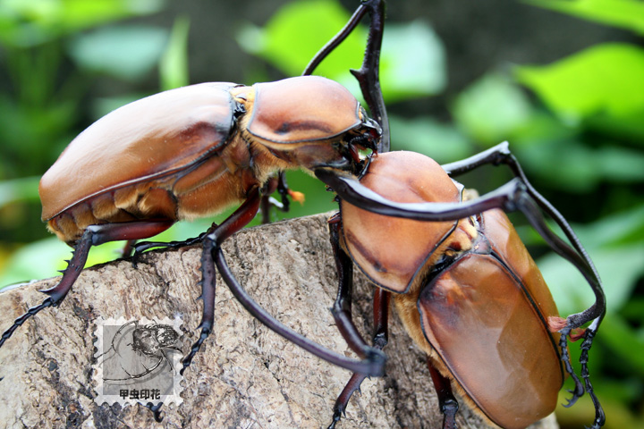 按此在新視窗瀏覽圖片