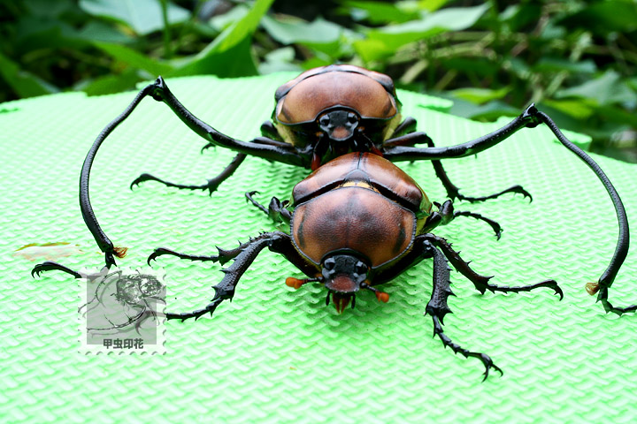 按此在新視窗瀏覽圖片