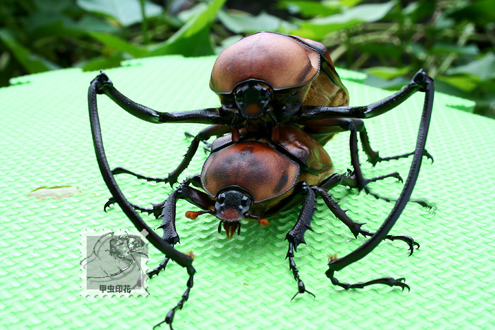 按此在新視窗瀏覽圖片