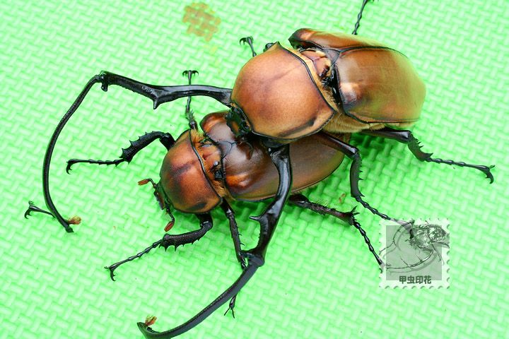 按此在新視窗瀏覽圖片