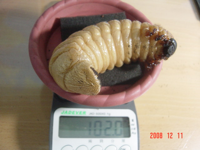 «ö¦¹¦b·sµøµ¡ÂsÄý¹Ï¤ù