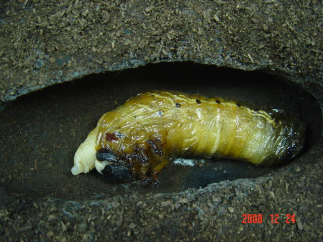 «ö¦¹¦b·sµøµ¡ÂsÄý¹Ï¤ù