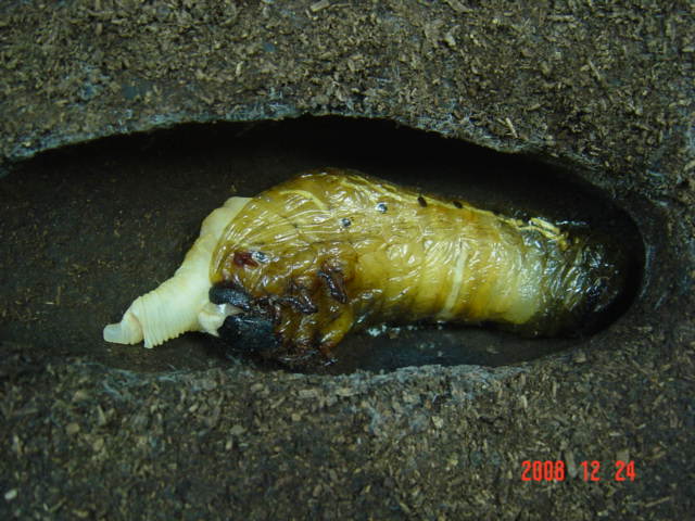 «ö¦¹¦b·sµøµ¡ÂsÄý¹Ï¤ù