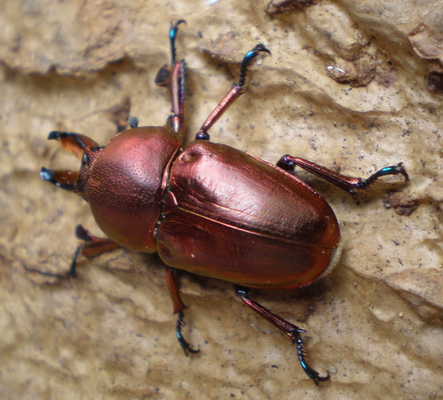 按此在新視窗瀏覽圖片