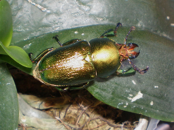 按此在新視窗瀏覽圖片