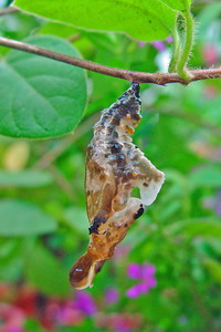 按此在新視窗瀏覽圖片