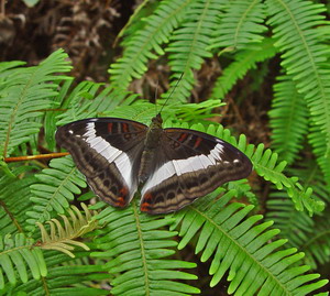 按此在新視窗瀏覽圖片