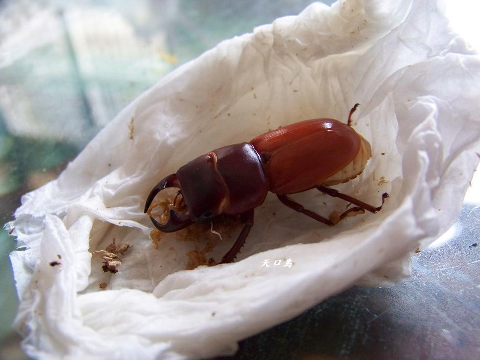 按此在新視窗瀏覽圖片