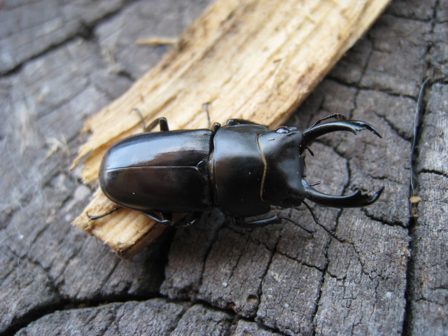 按此在新視窗瀏覽圖片