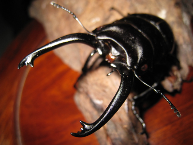 按此在新視窗瀏覽圖片