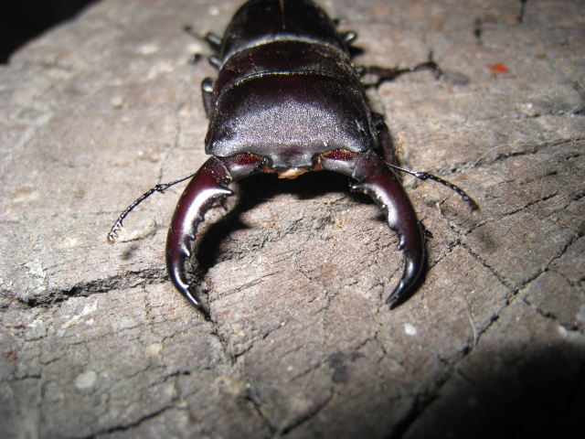 按此在新視窗瀏覽圖片