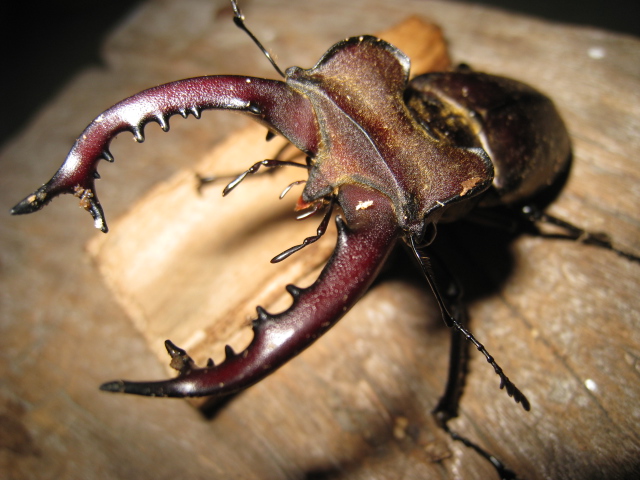 按此在新視窗瀏覽圖片