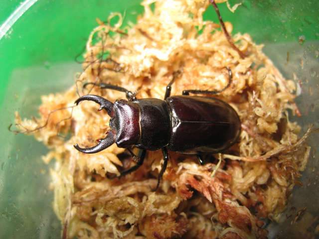 按此在新視窗瀏覽圖片