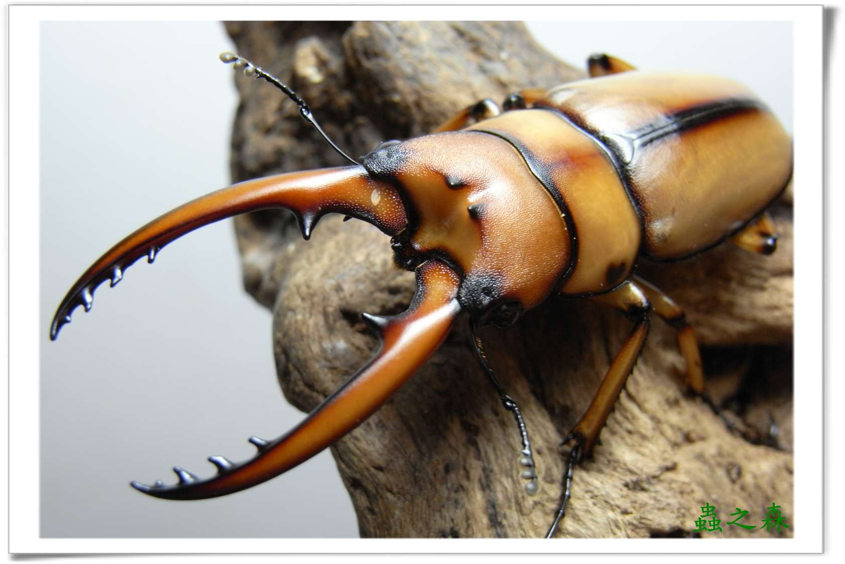 按此在新視窗瀏覽圖片