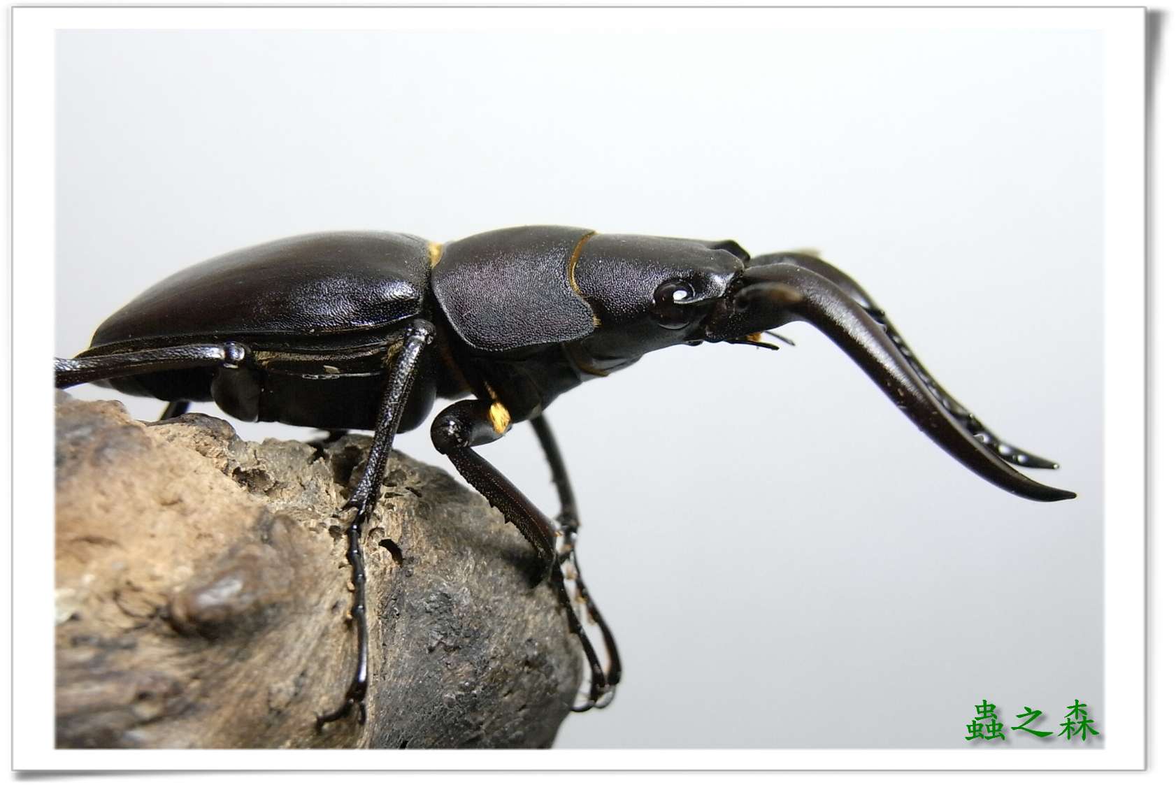 按此在新視窗瀏覽圖片