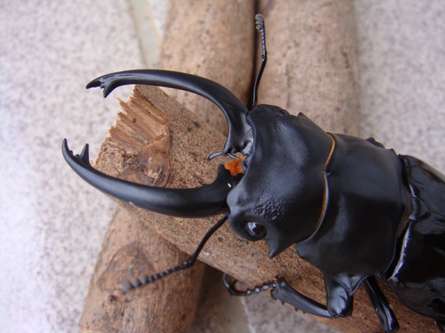 按此在新視窗瀏覽圖片