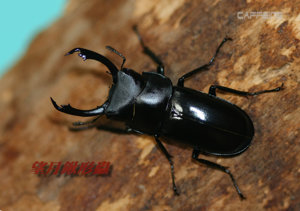 按此在新視窗瀏覽圖片