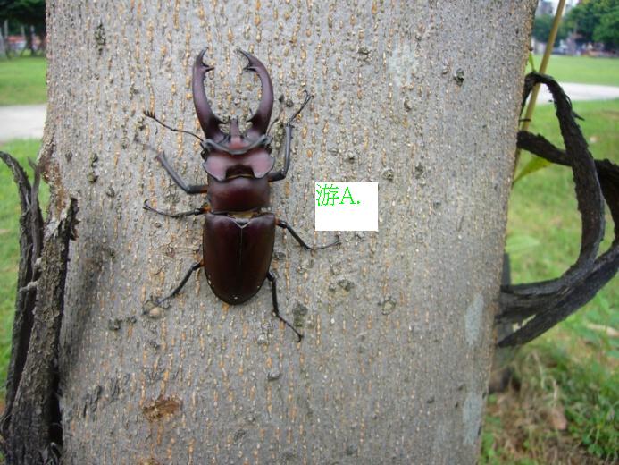 按此在新視窗瀏覽圖片