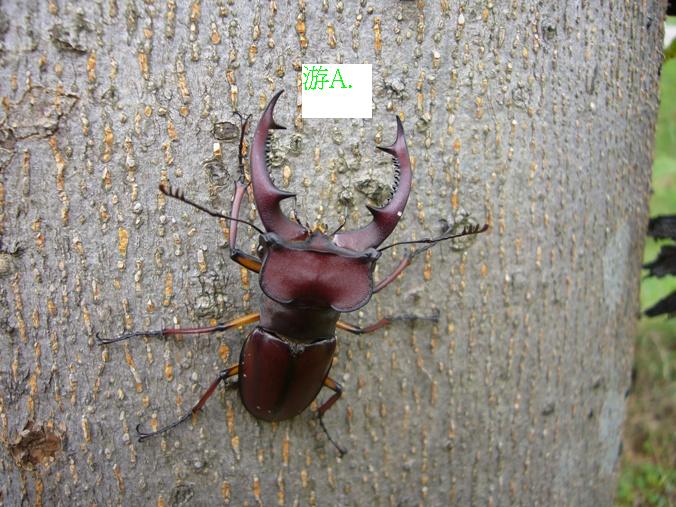 按此在新視窗瀏覽圖片