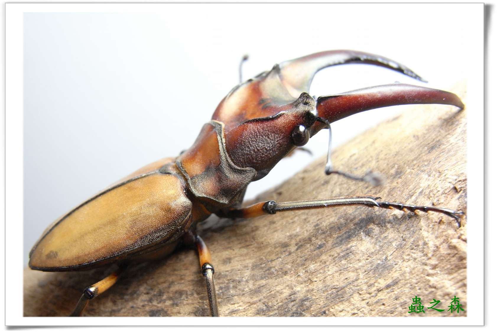 按此在新視窗瀏覽圖片