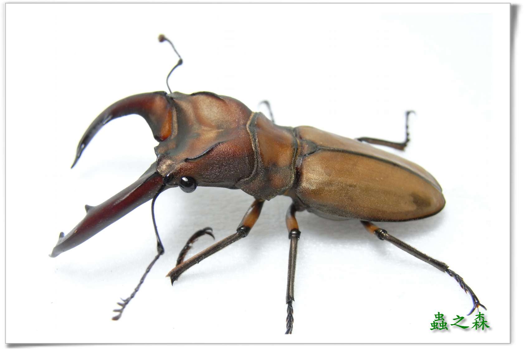 按此在新視窗瀏覽圖片