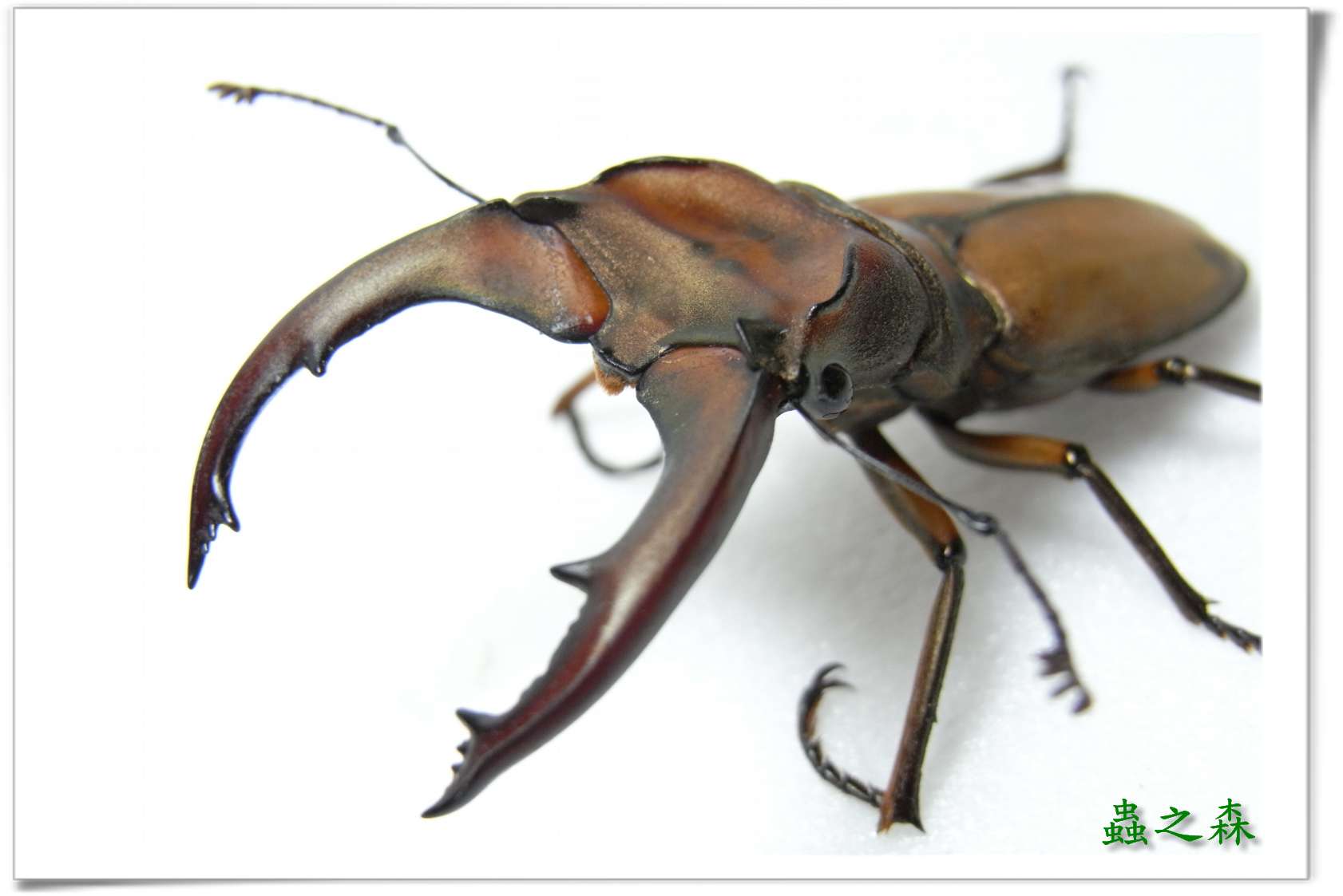 按此在新視窗瀏覽圖片