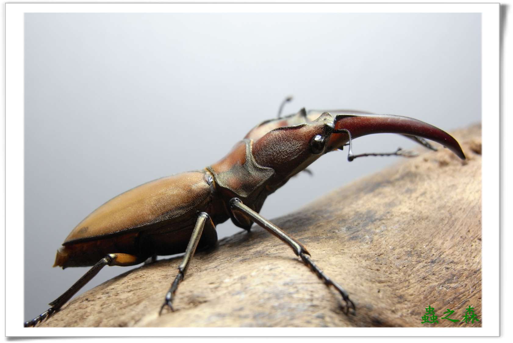 按此在新視窗瀏覽圖片