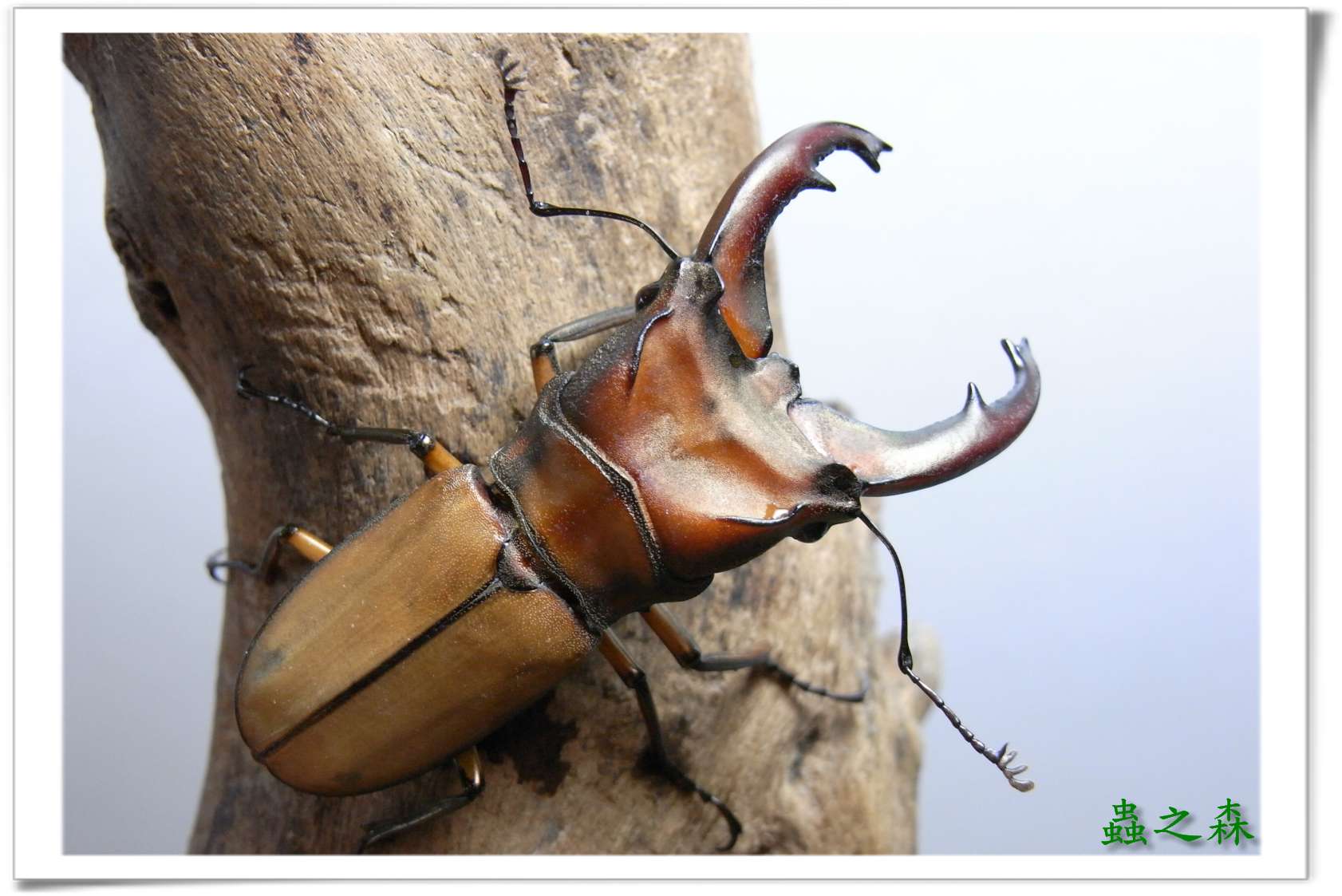 按此在新視窗瀏覽圖片