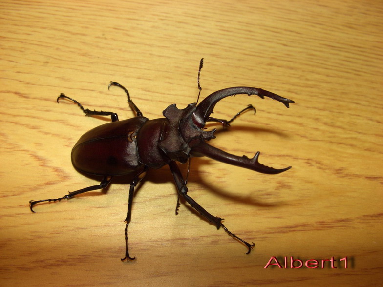 按此在新視窗瀏覽圖片