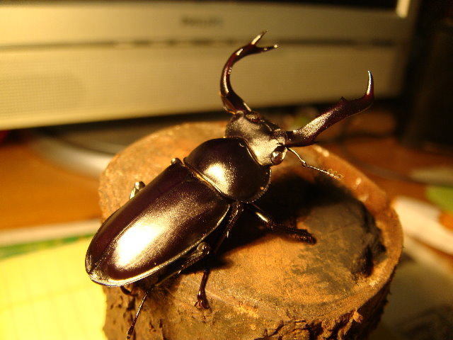 按此在新視窗瀏覽圖片