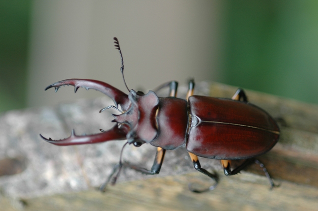按此在新視窗瀏覽圖片