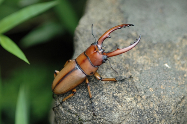 按此在新視窗瀏覽圖片